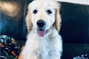 Gordan - puppy for sale