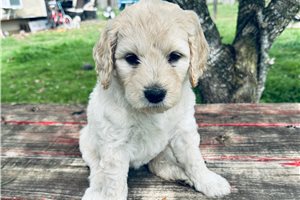 Georgia - puppy for sale