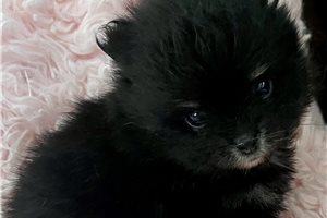 Willow - Pomeranian for sale