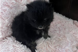 Wyatt - Pomeranian for sale