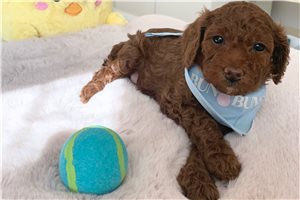 Carson - Poodle, Toy for sale