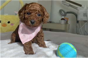 Ally - Poodle, Toy for sale