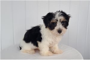 Brody - Morkie / Yorktese for sale