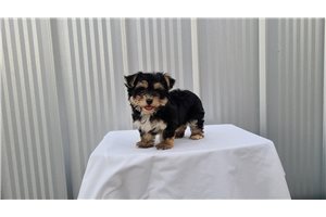 Natasha - Morkie / Yorktese for sale