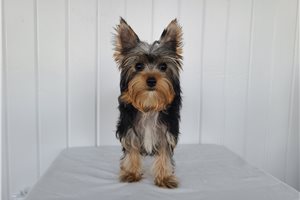Allison - Yorkie for sale