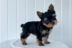 Brooks - Yorkshire Terrier - Yorkie for sale