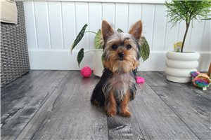 Artemis - Yorkie for sale