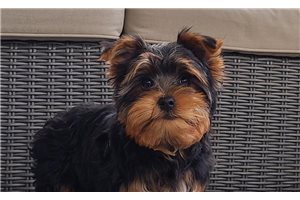 Luke - Yorkshire Terrier - Yorkie for sale