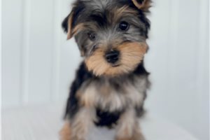 Bella - Yorkshire Terrier - Yorkie for sale
