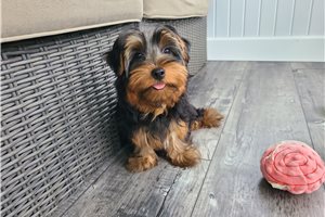 Jonny - Yorkie for sale