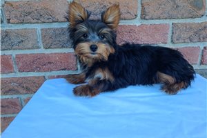 Kade - Yorkie for sale