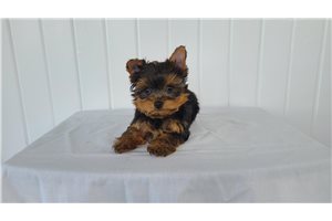 Mikey - Yorkshire Terrier - Yorkie for sale