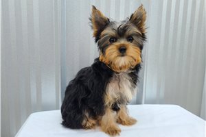 Allison - Yorkie for sale