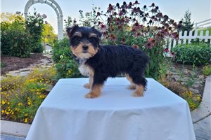 Augustus - Yorkshire Terrier - Yorkie for sale