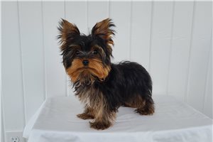 George - Yorkshire Terrier - Yorkie for sale