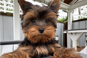 Bernie - Yorkshire Terrier - Yorkie for sale