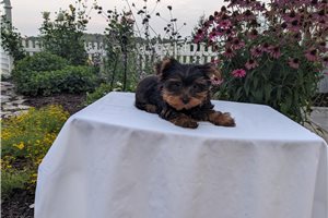 Sayler - Yorkshire Terrier - Yorkie for sale