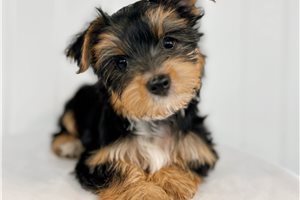 Brynlee - Yorkshire Terrier - Yorkie for sale