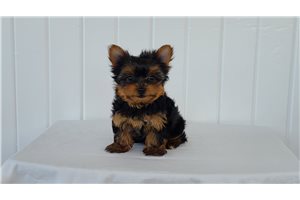 Leilani - puppy for sale