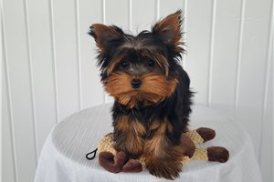 Bernie - Yorkshire Terrier - Yorkie for sale