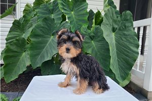 Aphra - Yorkshire Terrier - Yorkie for sale