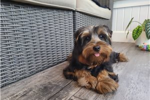Jonny - Yorkie for sale