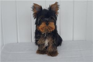 George - Yorkshire Terrier - Yorkie for sale