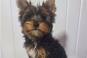 Kade - Yorkshire Terrier - Yorkie for sale