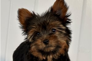 Chloe - Yorkshire Terrier - Yorkie for sale