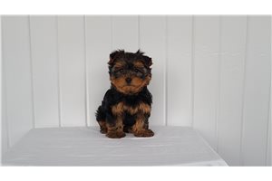 Logan - puppy for sale