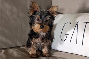 Tyler - Yorkie for sale