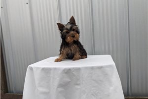 Tyler - Yorkie for sale