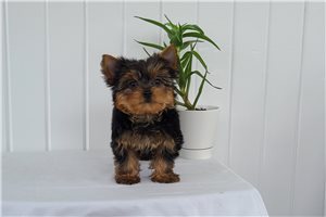 Elias | Puppies For Sale at Pawrade