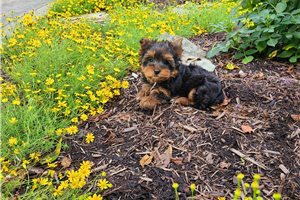 Kade - Yorkshire Terrier - Yorkie for sale