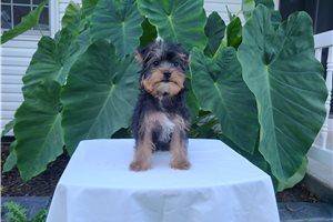 Augustus - Yorkie for sale