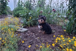 Aphra - puppy for sale