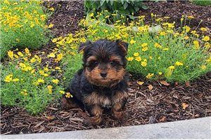 Jonas - Yorkshire Terrier - Yorkie for sale