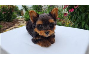 Kessler - puppy for sale
