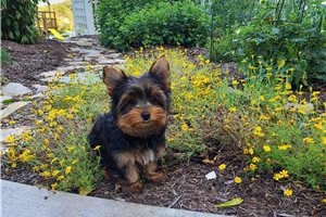 Jonas - Yorkshire Terrier - Yorkie for sale
