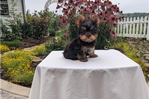 Kyler - puppy for sale