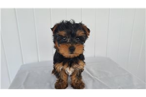 Marsha - Yorkshire Terrier - Yorkie for sale
