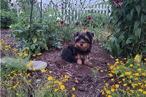 Jonny - Yorkshire Terrier - Yorkie for sale