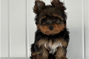 Cob - Yorkshire Terrier - Yorkie for sale