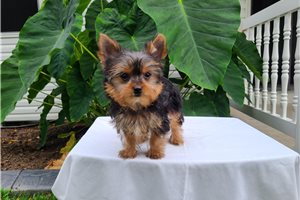Artemis - Yorkshire Terrier - Yorkie for sale