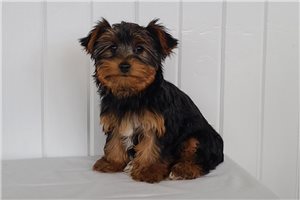 Leah - puppy for sale