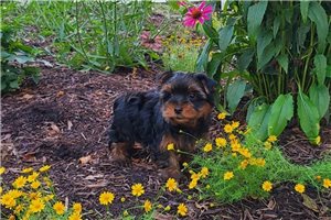 Jonny - puppy for sale