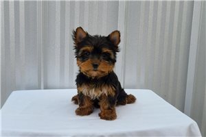 Jordan - puppy for sale
