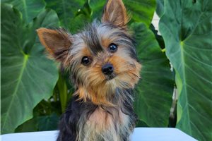 Artemis - Yorkie for sale