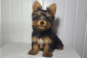 Kessler - Yorkshire Terrier - Yorkie for sale
