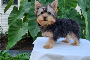 Anya - Yorkie for sale
